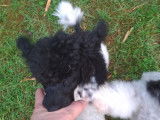 Chiot mâle Caniche toy bicolore noir et blanc à vendre