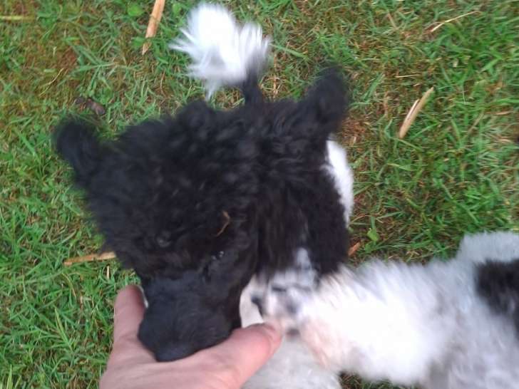 Chiot mâle Caniche toy bicolore noir et blanc à vendre