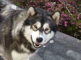 Mâle Malamute d'Alaska LOF disponible pour saillie