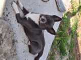 Mâle Chihuahua pour saillie