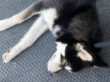Thyo, jeune Husky de 9 mois affectueux et sociable à donner
