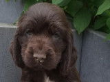 Chiots Cockers Anglais à vendre