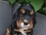 Chiots Cockers Anglais à vendre