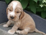 Chiots Cockers Anglais à vendre