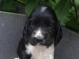 Chiots Cockers Anglais à vendre