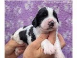 Chiots English Springer d'origine chasse à vendre