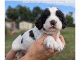 Chiots English Springer d'origine chasse à vendre