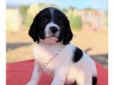 Chiots English Springer d'origine chasse à vendre