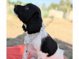 Chiots English Springer d'origine chasse à vendre