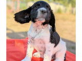 Chiots English Springer d'origine chasse à vendre