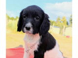 Chiots English Springer d'origine chasse à vendre