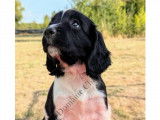 Chiots English Springer d'origine chasse à vendre