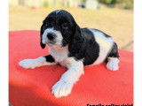 Chiots English Springer d'origine chasse à vendre