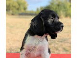 Chiots English Springer d'origine chasse à vendre