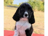 Chiots English Springer d'origine chasse à vendre