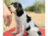 Chiots English Springer d'origine chasse à vendre
