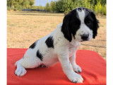 Chiots English Springer d'origine chasse à vendre