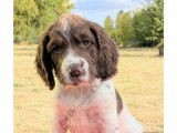 Chiots English Springer d'origine chasse à vendre