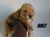 Chiots de race Cocker Anglais à vendre (5 femelles & 1 mâle)