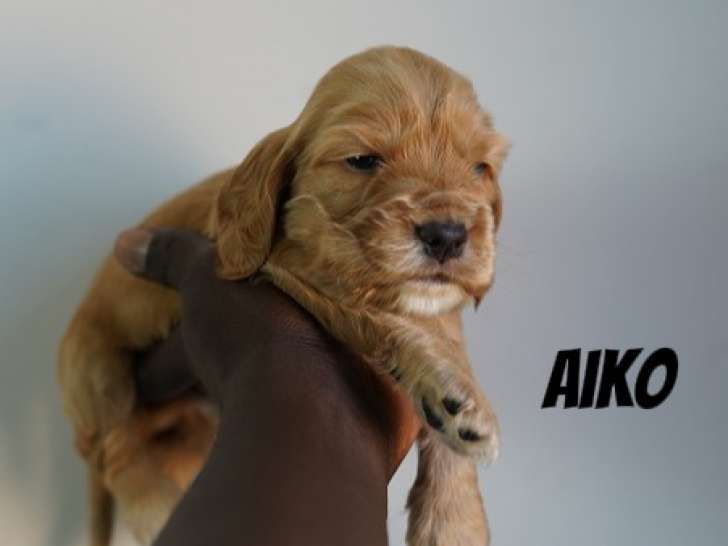 Chiots de race Cocker Anglais à vendre (5 femelles & 1 mâle)