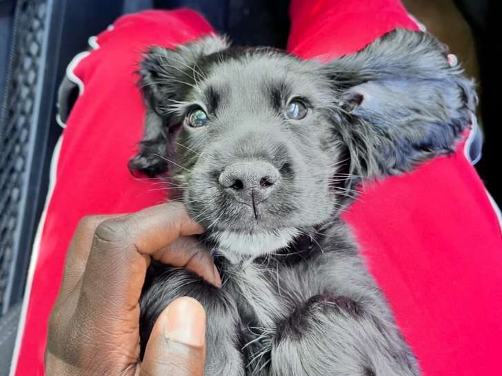 Un chiot de race Cocker Anglais à vendre