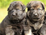 Superbes chiots Altdeutscher Schäferhund LOF à vendre