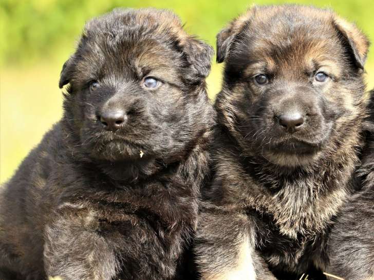 Superbes chiots Altdeutscher Schäferhund LOF à vendre