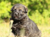 Superbes chiots Altdeutscher Schäferhund LOF à vendre