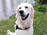 Mâle Golden Retriever LOF disponible pour saillie