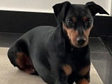 Mâle Pinscher Nain disponible pour saillie