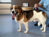 Tazz, Beagle de 2 ans à adopter