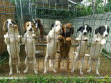 Chiots Jack Terrier croisés Épagneul à donner