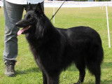 Chiots Berger Groenendael d'excellente lignée à naître