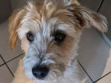 Mâle Jack Russel disponible pour saillie