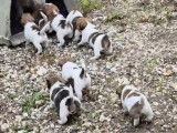 Mâle Jack Russel disponible pour saillie