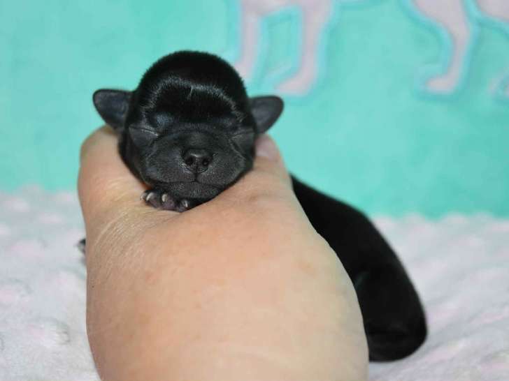 Superbe mâle Chihuahua avec pedigree à vendre