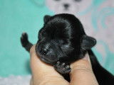 Superbe mâle Chihuahua avec pedigree à vendre
