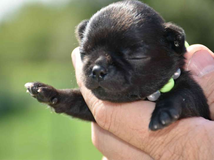 Superbe mâle Chihuahua avec pedigree à vendre