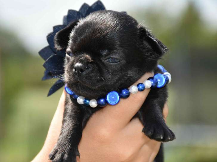 Superbe mâle Chihuahua avec pedigree à vendre