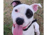 Chien adulte de race American Staffordshire Terrier Mâle à adopter