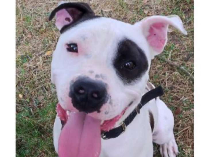 Chien adulte de race American Staffordshire Terrier Mâle à adopter