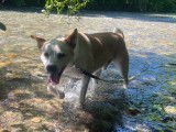 Chien adulte de type Berger Basque Mâle à donner