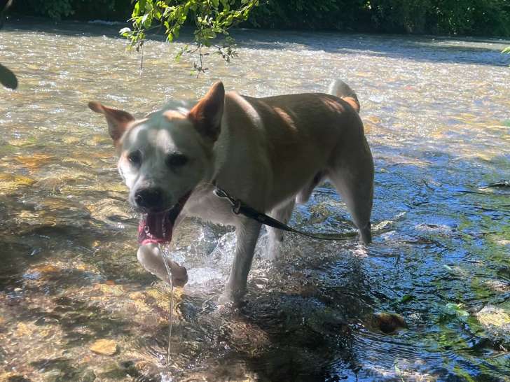 Chien adulte de type Berger Basque Mâle à donner