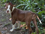 Chiot American Bully XL à vendre