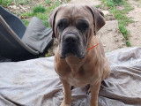 Chien adulte de race Cane Corso Mâle à donner