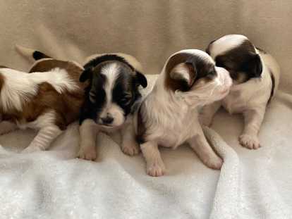 Chiots Bichons Havanais LOF à vendre
