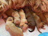 Chiots Bichons Havanais LOF à vendre