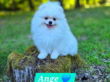 Ange, Spitz Nain Poméranien LOF blanc à vendre