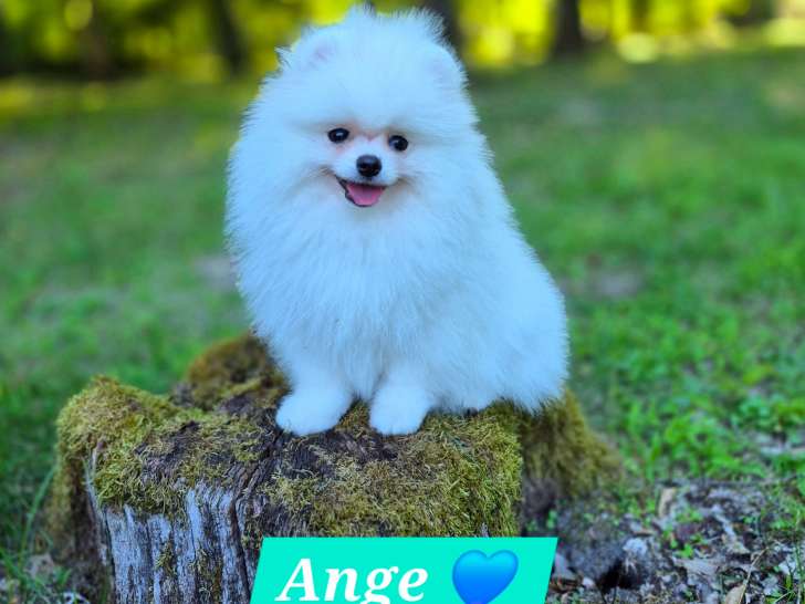 Ange, Spitz Nain Poméranien LOF blanc à vendre