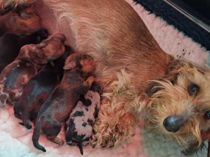 Chiots Teckel nain à poil dur à réserver
